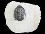 Rare, Tropidocoryphe Trilobite - Proetid With Axial Spines #64417-1